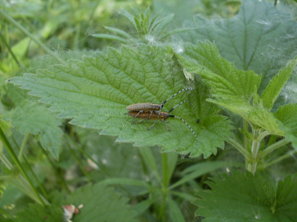 agapanthia villisoviridescens ?